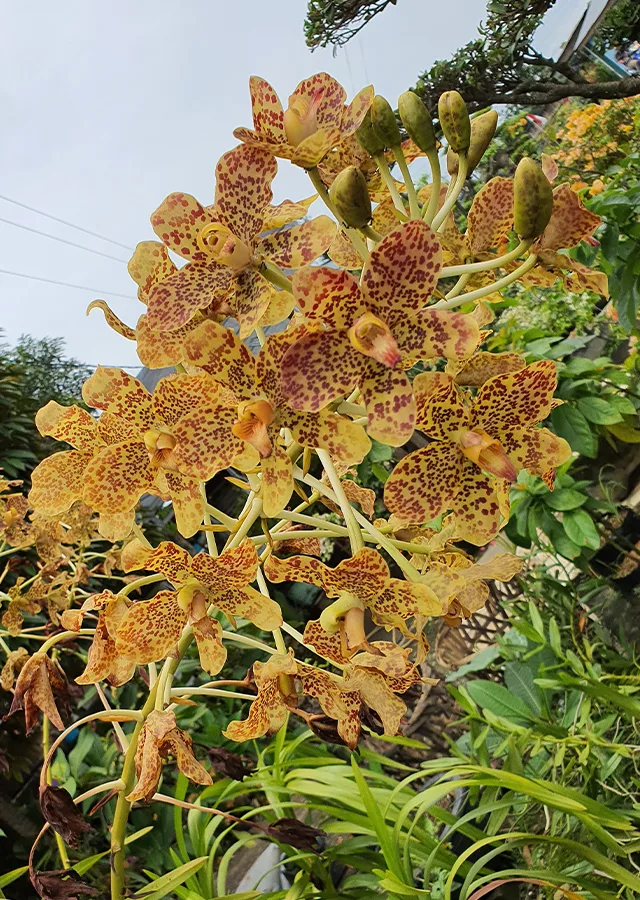 Rainha das Orquídeas Grammatophyllum speciosum