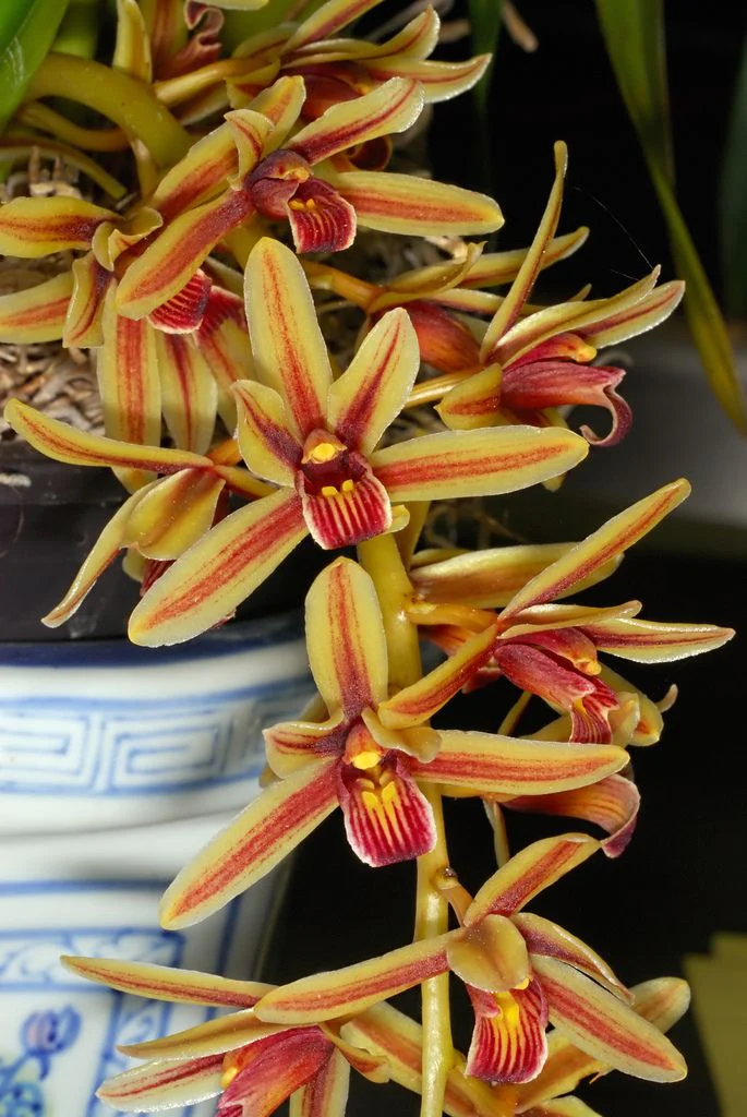 Orquídeas Cymbidium Aloifolium