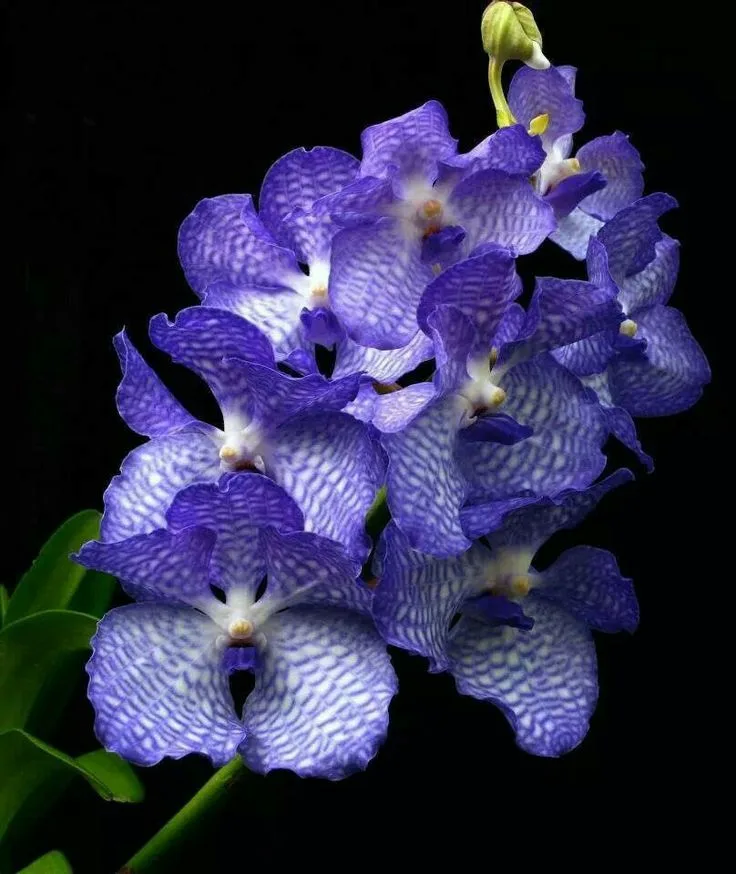 Orquídea Vanda Coerulea