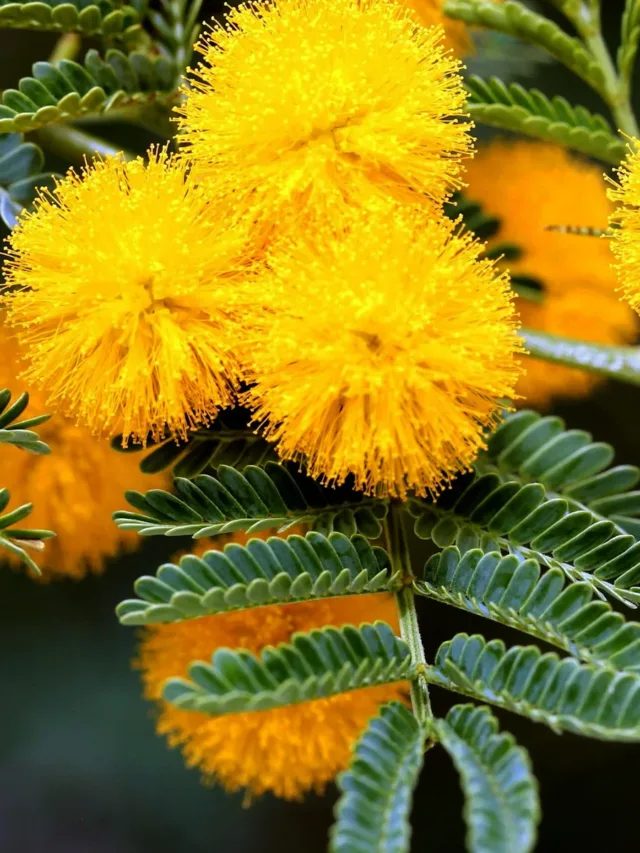 128098-spring-mimosa-tree-yellow-buds