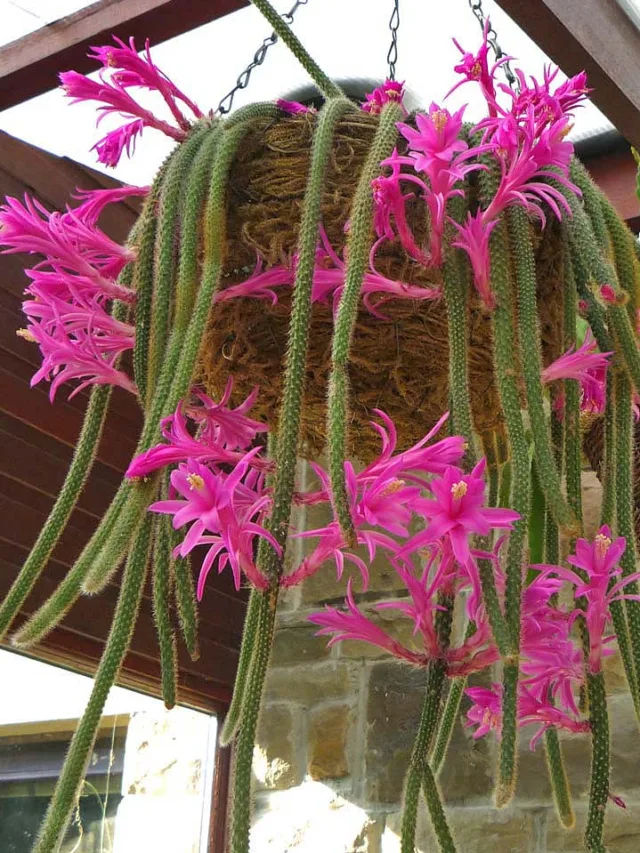 Aporocactus-flagelliformis