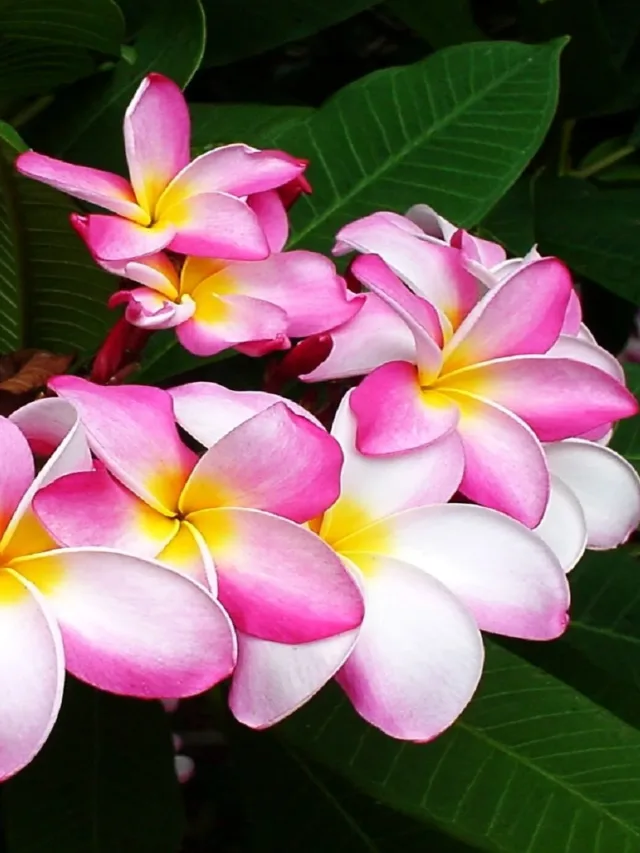 Beautiful-plumeria-desktop-background-49170