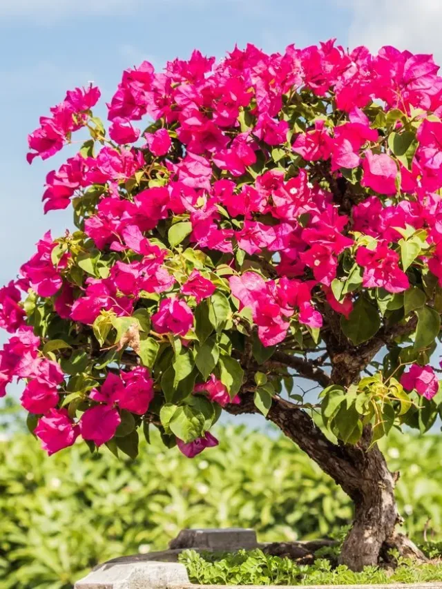 Bougainvillea-bonsai