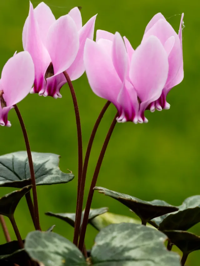 Cyclamen_hederifolium._Locatie,_Tuinreservaat_Jonker_vallei_01