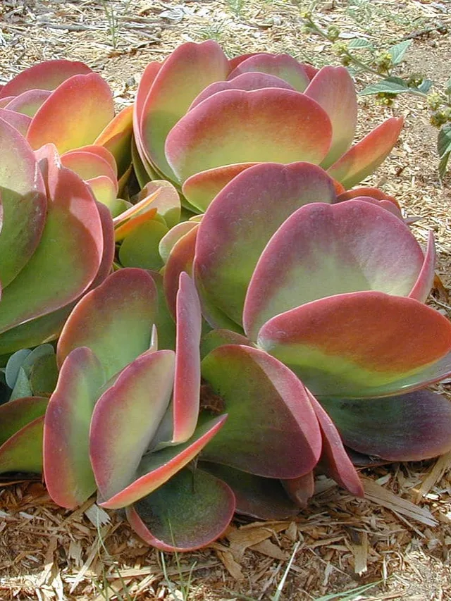 Flapjack-Succulent-2