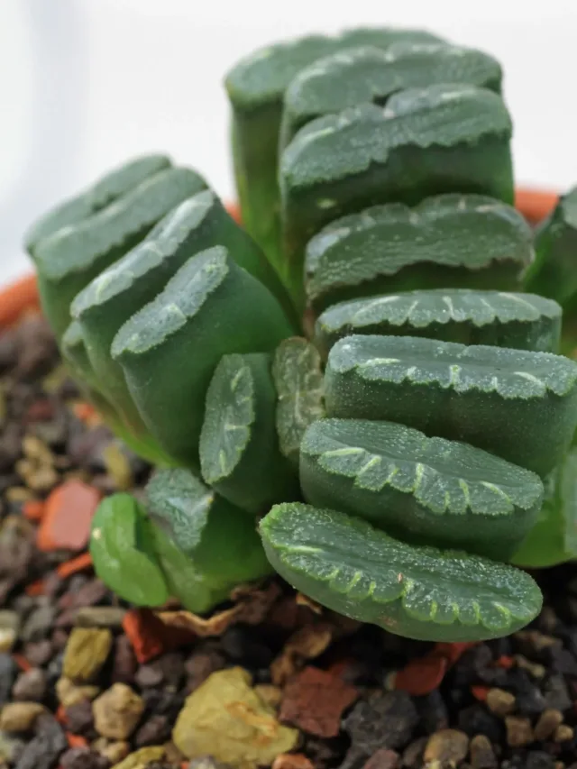 Haworthia-truncata-1