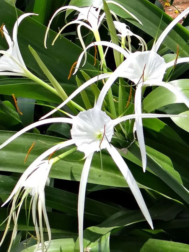 Hymenocallis_12