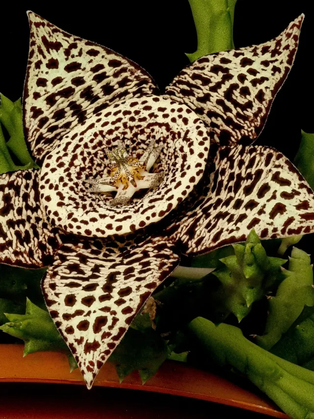 Orbea_variegata_(49821581551)