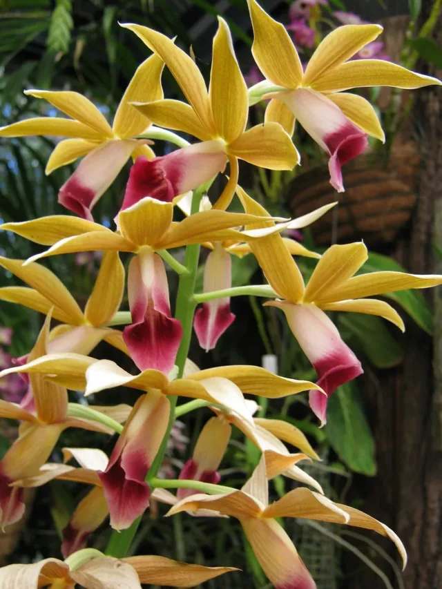 Phaius-tancarvilleae