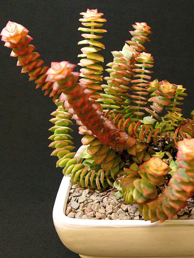 SCCSS-2018-February-Winner_Novice_Succulent-Terri_Straub-Crassula_perforata-02110019