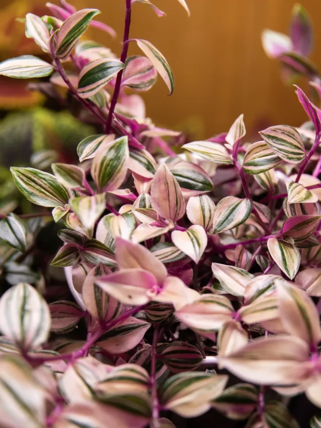 Tradescantia_Fluminensis_Tri-Color