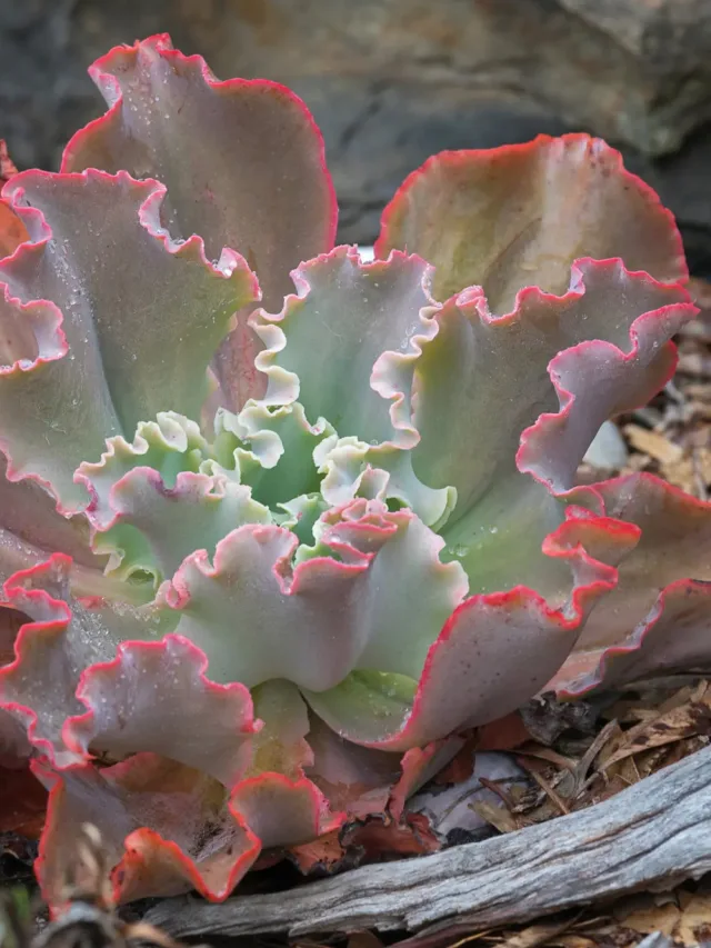 Tropical_Echeveria-Ruffles-1