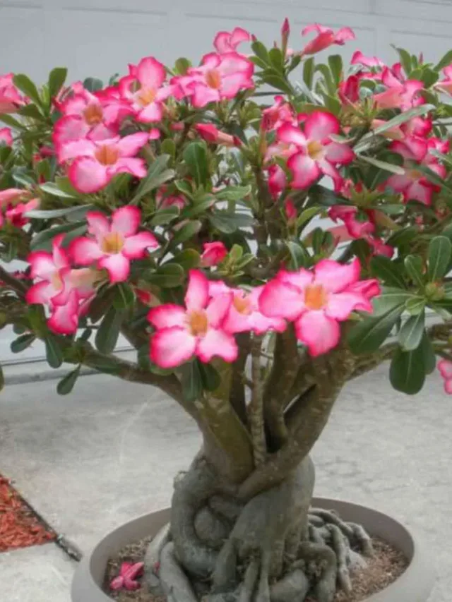 adenium-plants