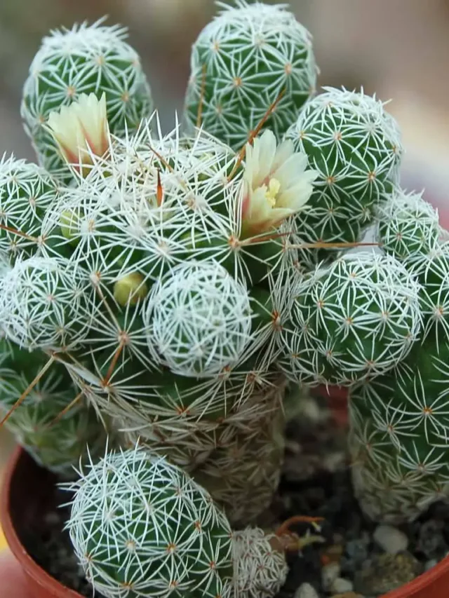 cactus-mammillaria-gracilis