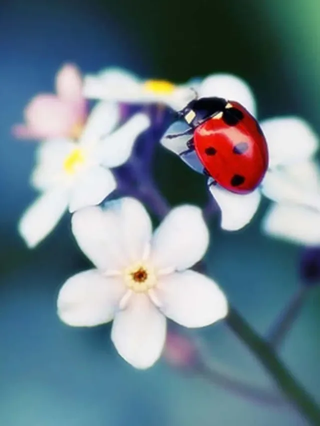 cute-ladybug-pictures-zv05oa82dk3gdgdx