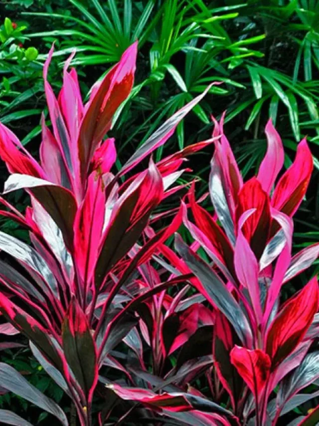 tiplant_cordylinefruticosa-1200x675