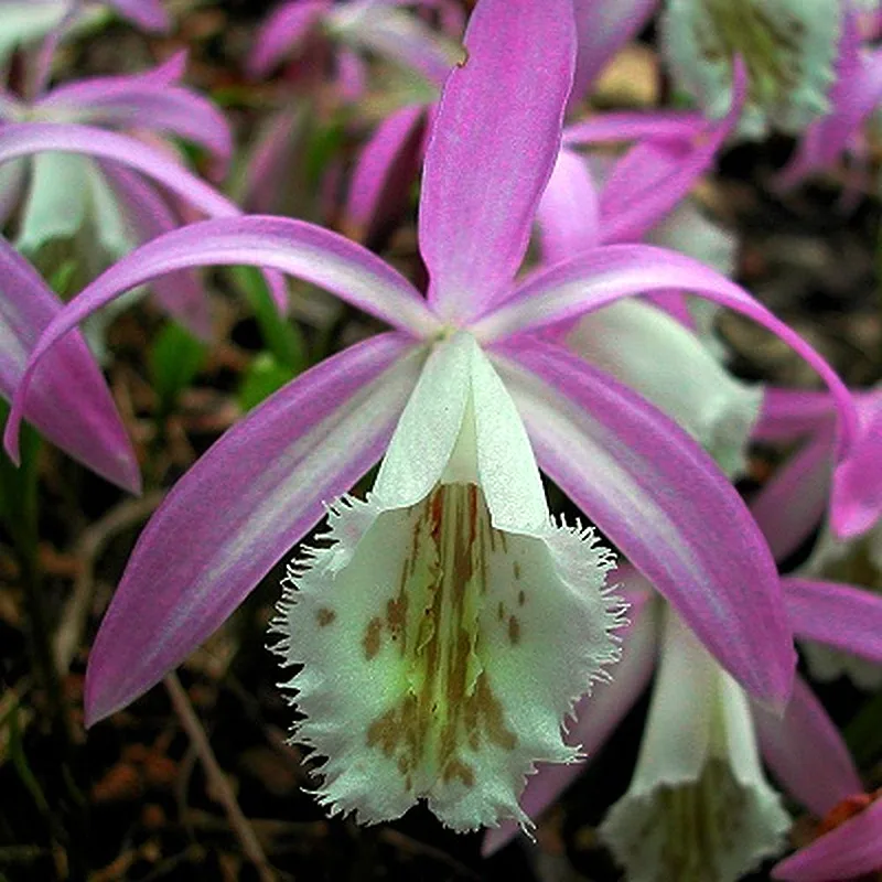 Orquídea-pavão