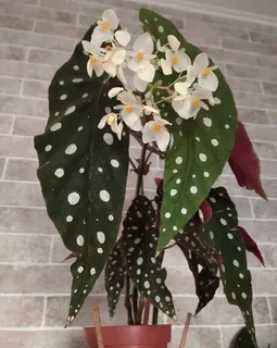 Begonia Maculata