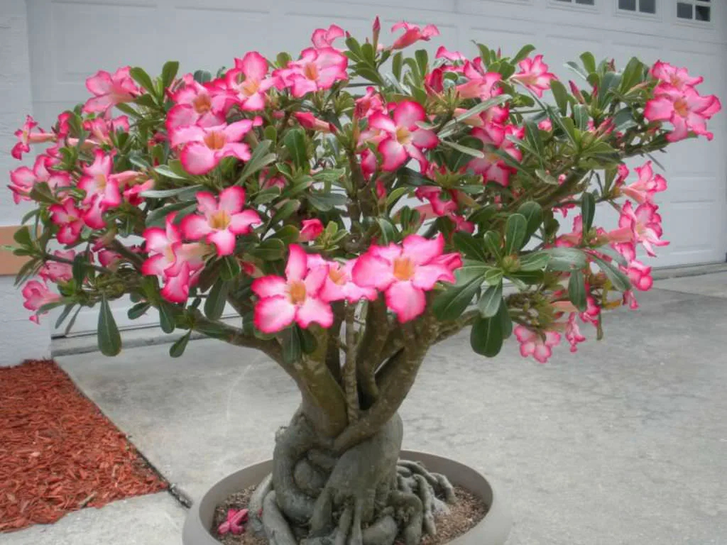 Rosa do Deserto Adenium obesum