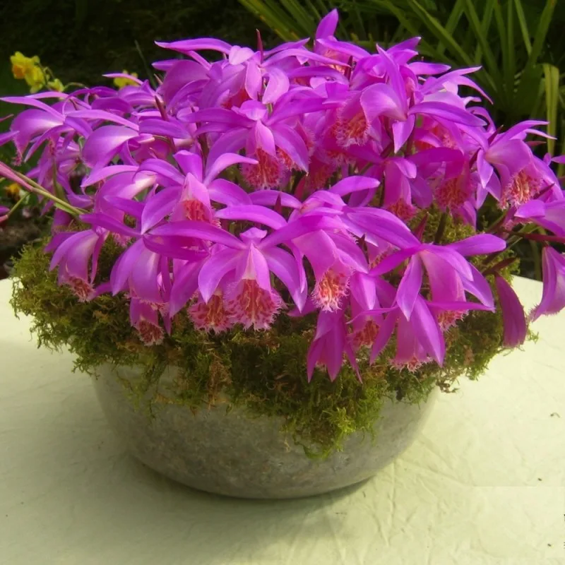 Orquídea-pavão