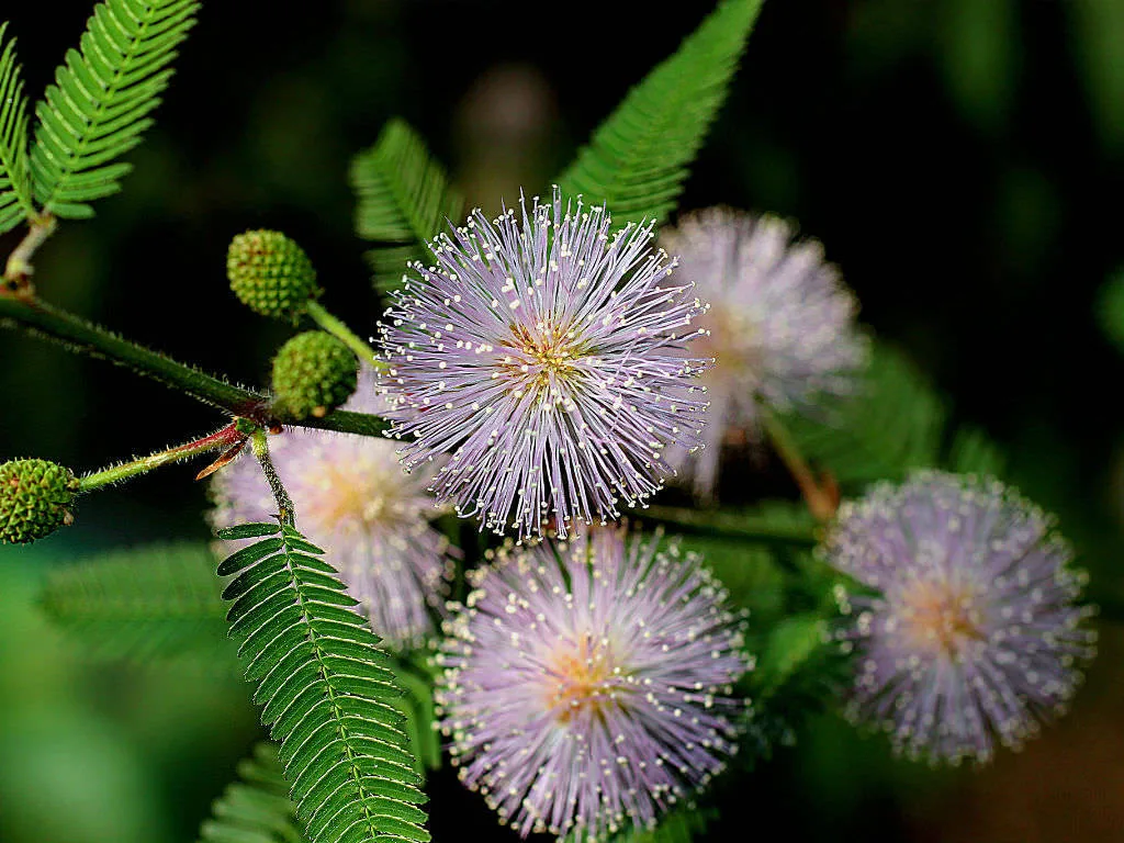 Mimosa flocculosa
