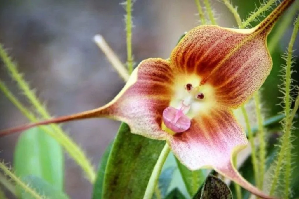 Orquídea Cara de MacacoDracula símia