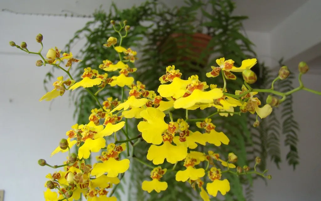 orquídea-chuva-de-ouro
