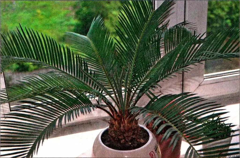 Palmeira-cica