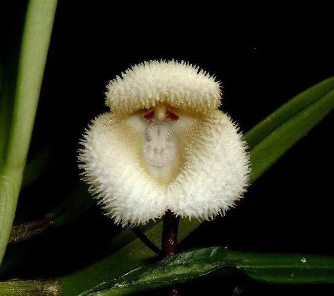 Monkey Face OrchidDracula símia