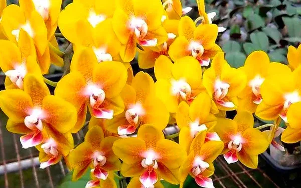  Phalaenopsis "Golden Peoker"