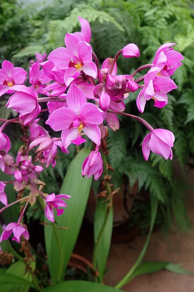 Orquídea-Grapete