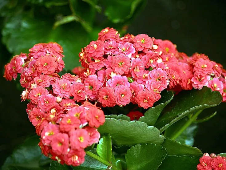 Flor Calandiva
