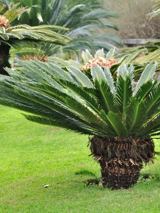 2010-03-05_13_39_41_Portugal-Jardim_Botânico_da_Madeira