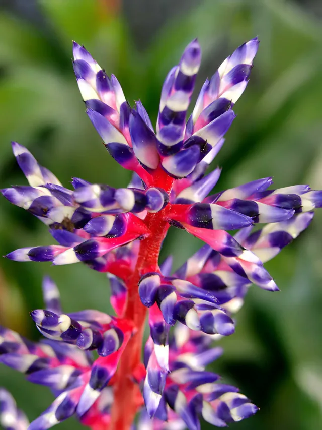 Aechmea-Blue-Rain-1a