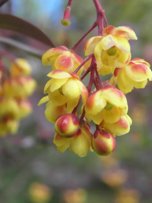 Berberis_thun_atro_R.H._(2)