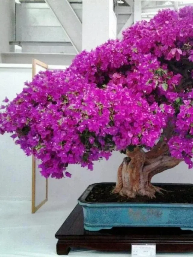 Bougainvillea-02