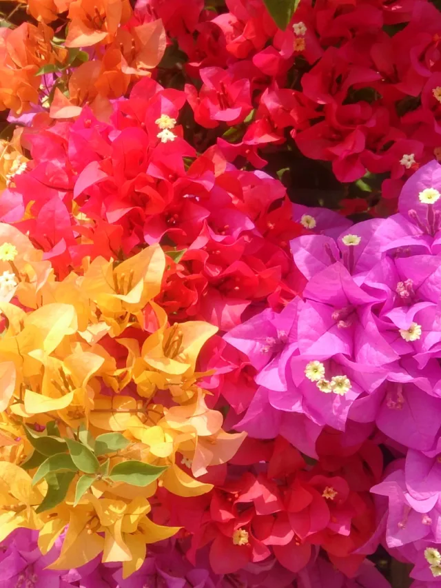 Bougainvillea_flowers_1