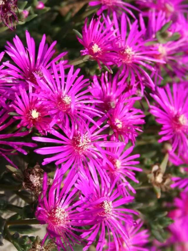 Delosperma cooperi