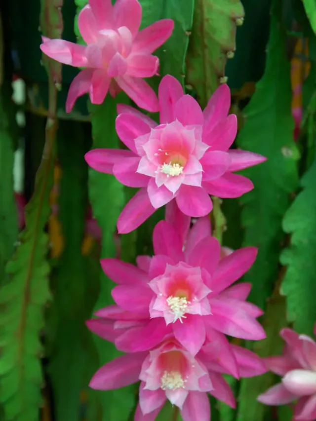 Disocactus-phyllanthoides-German-Empress4