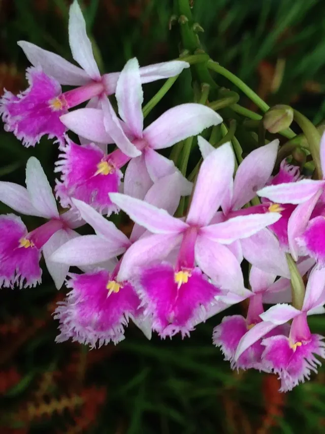 Epidendrum_calanthum