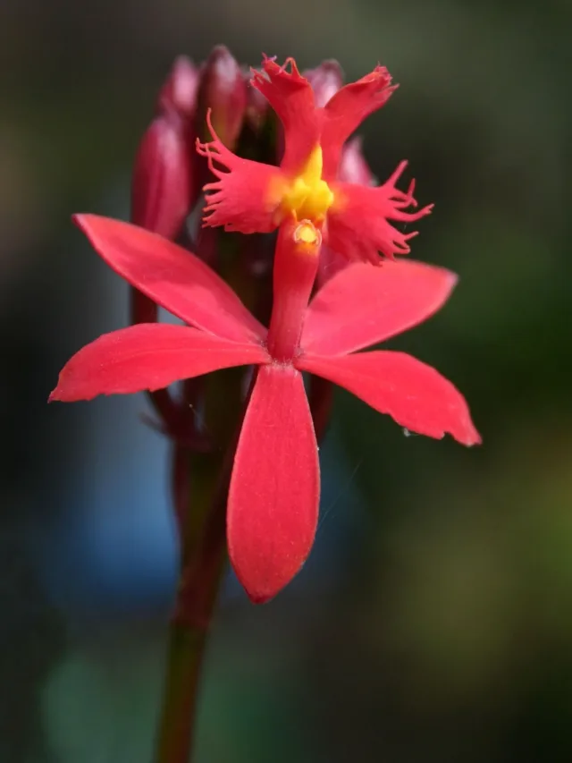 Epidendrum_cinnabarinum00