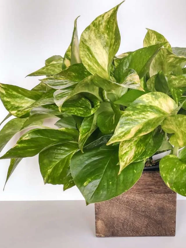 Golden-Pothos-air-filtering-plant_1024x1024