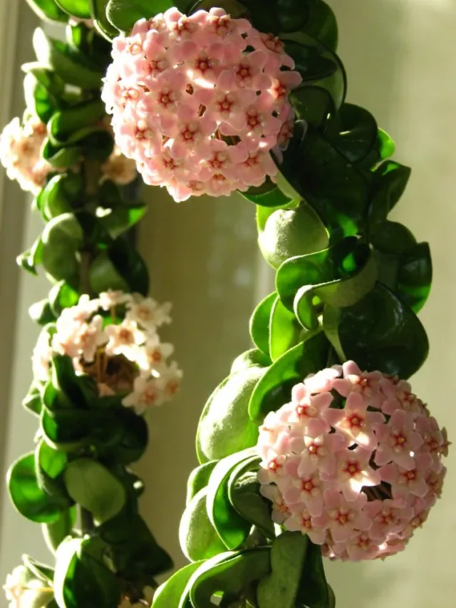 Hoya-hindu-rope-flowers-768x1024