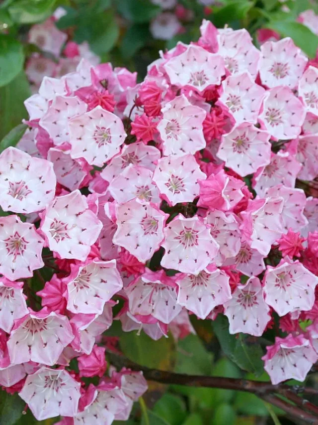 Kalmia_latifolia_Clementine_Churchill