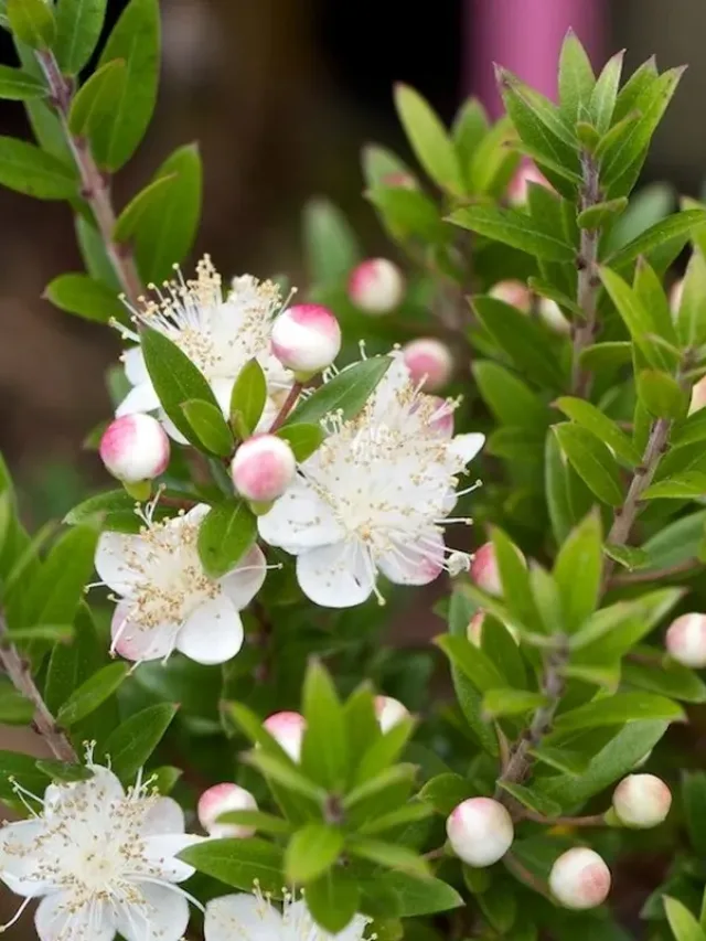 Mirt-obyknovennyy-myrtus-communis