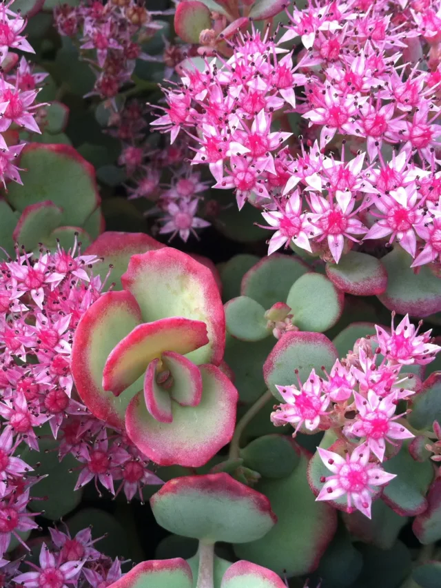 Sedum-sieboldii-October-Daphne