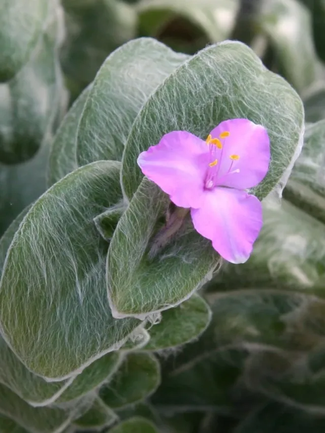 Tradescantia_sillamontana