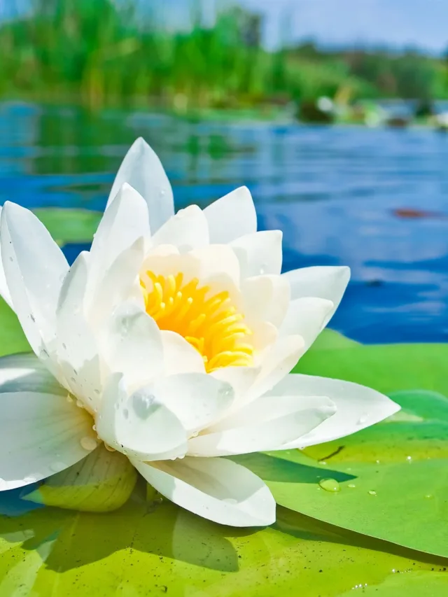 White-lotus-flower-macro-photography-green-leaves-pond-water_2560x1920