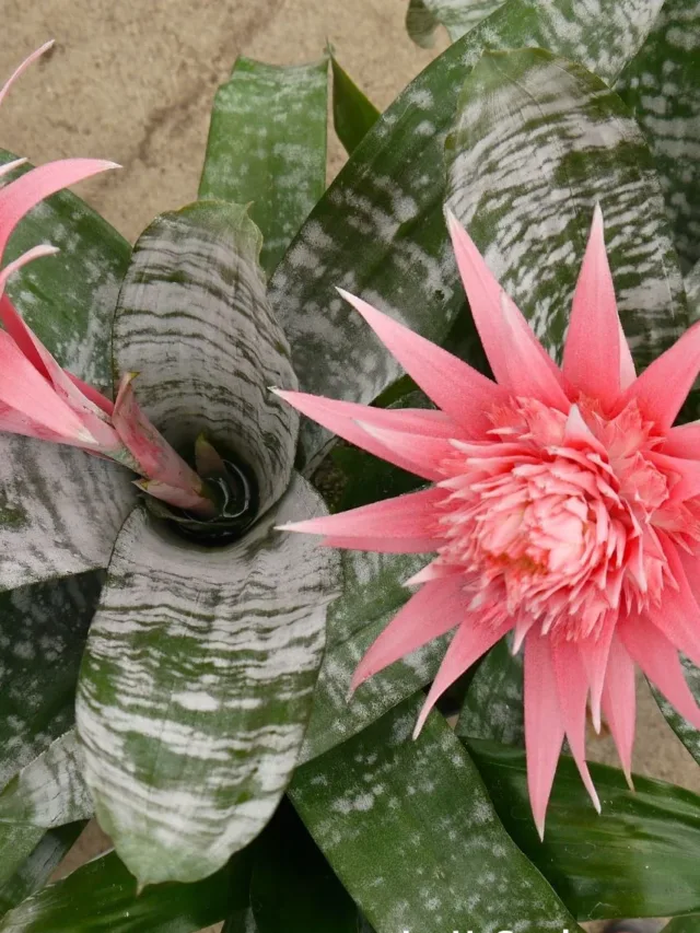 bromeliad-care-6