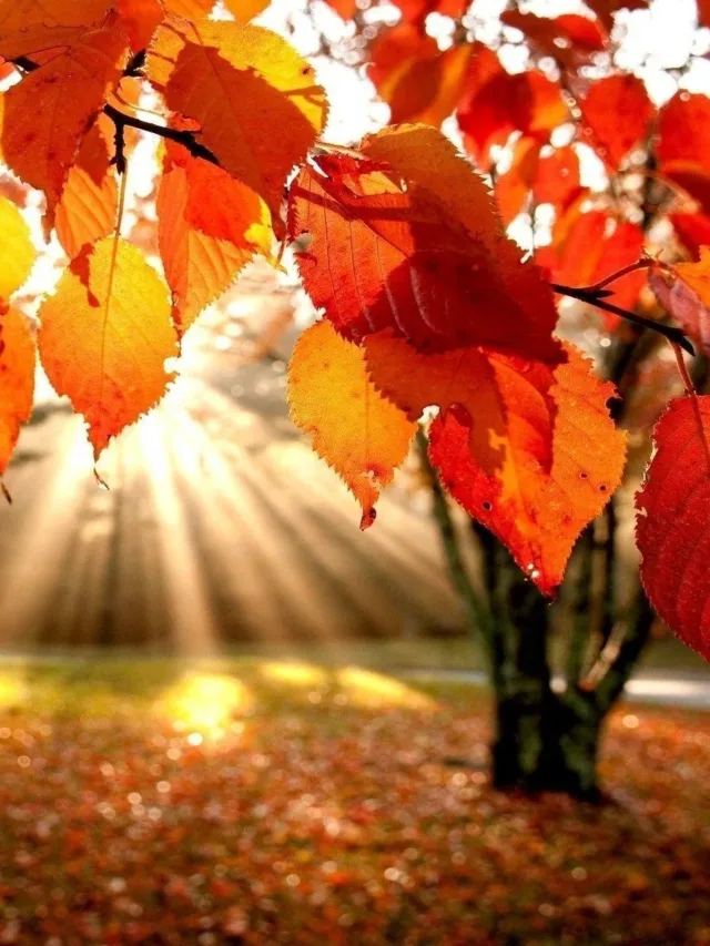 fall foliage wallpapers for desktop - wallpaper cave